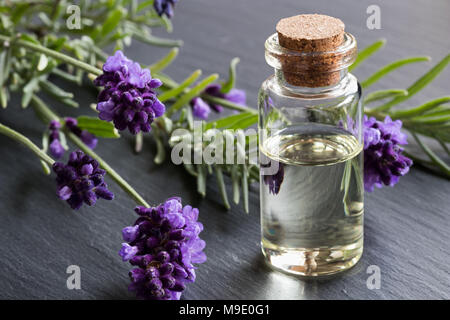 Eine transparente Flasche Lavendel ätherisches Öl auf einem dunklen Hintergrund mit blühenden Lavendel Zweige Stockfoto