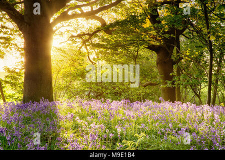 Bluebell Woods mit Golden sunrise Beleuchtung bis der Teppich von Blumen in Norfolk, Großbritannien. Stockfoto