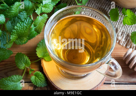 Eine Tasse Melissa (zitronenmelisse) Tee auf einem Tisch mit frischen melissa Blätter im Hintergrund Stockfoto