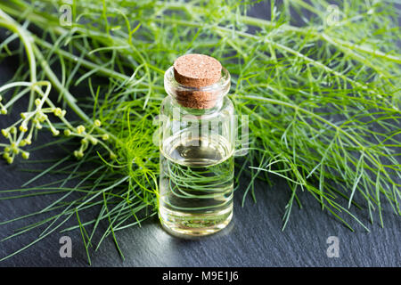 Eine Flasche Fenchel ätherisches Öl mit frischem Grün Fenchel tops Stockfoto