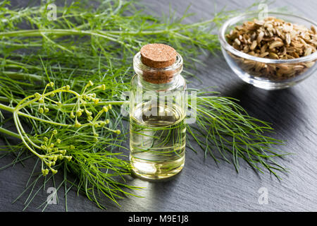 Eine Flasche Fenchel ätherisches Öl Fenchel mit frischen grünen Zweigen und Fenchelsamen im Hintergrund Stockfoto