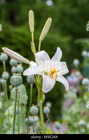 Madonnenlilie, Madonnalilja, (Lilium Candidum) Stockfoto