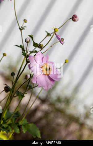 'Königin Charlotte Königin Charlotte' Japanische Anemone, Höstanemon (Anemone x hybrida) Stockfoto