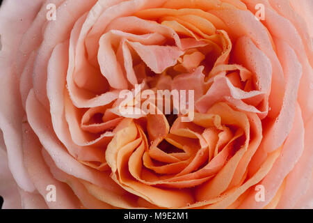 'Charles Austin, Ausfather 'English Rose, Engelsk ros (Rosa) Stockfoto