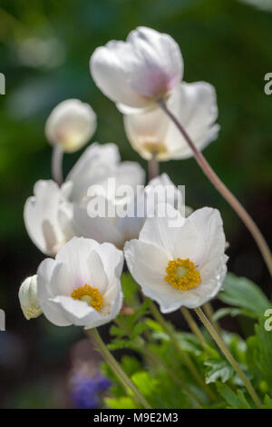 "Japanische Honorine Jobert' Anemone, Höstanemon (Anemone x hybrida) Stockfoto