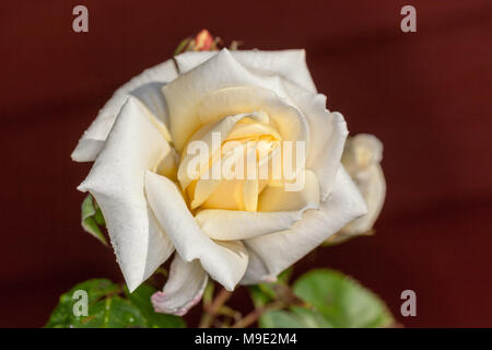 'Ilse Krohn Superior' Kletterrose, kordesii Kordesiiros (Rosa) Stockfoto