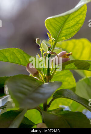 Zitrone, Zitrone (Citrus limon) Stockfoto