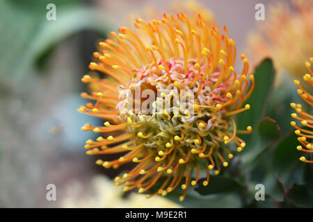 Protea Blume Nahaufnahme horizontal. Makro. Protea. Proteaceae Familie. Proteales Stockfoto