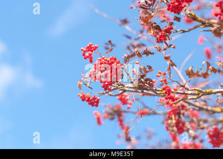 Rowan Eberesche der Herbst mit leuchtend roten Beeren gegen den blauen Himmel Hintergrund. Stockfoto