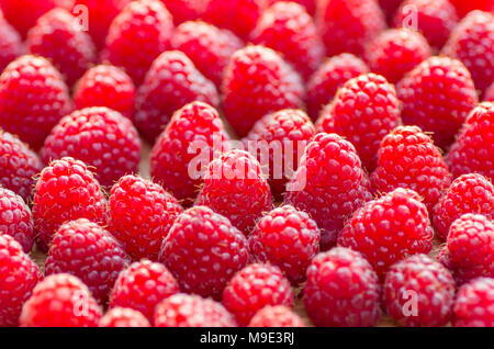 Heap of sweet red raspberries close up. Raspberries background. Close up, high resolution product. Stockfoto