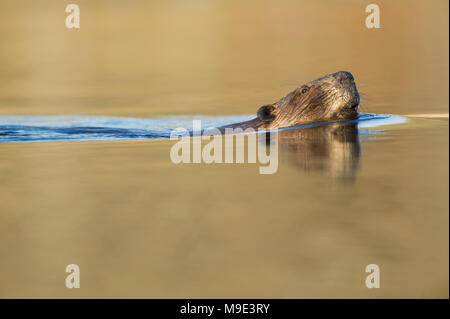 Biber (Castor canadensis), MN, USA, von Dominique Braud/Dembinsk Foto Assoc Stockfoto