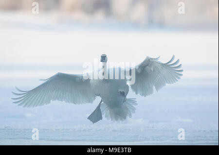 Trumpeter Swans (Cygnus buccinator) Landung auf St. Croix River, Hudson, WI, USA, Mitte Januar, von Dominique Braud/Dembinsky Foto Assoc Stockfoto