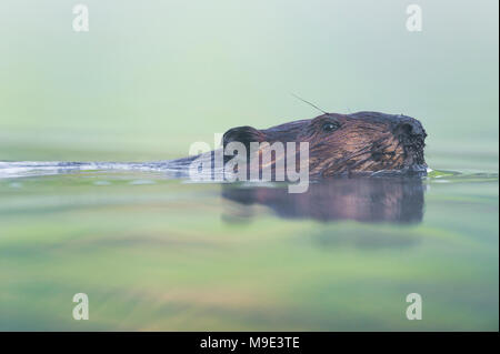 Biber (Castor canadensis), MN, USA, von Dominique Braud/Dembinsk Foto Assoc Stockfoto