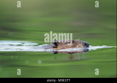 Biber (Castor canadensis), MN, USA, von Dominique Braud/Dembinsk Foto Assoc Stockfoto