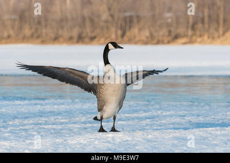 Kanadagans (Branta canadensis) seine Flügel. St. Croix River, WI, USA, Mitte März, von Dominique Braud/Dembinsky Foto Assoc Stockfoto