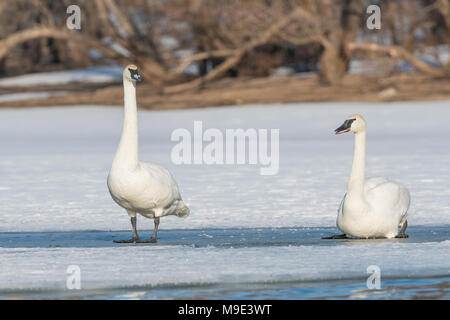 Trumpeter Swans (Cygnus buccinator) stehend auf, St. Croix River, Hudson, WI, USA, späten Frühjahr, von Dominique Braud/Dembinsky Foto Assoc Stockfoto