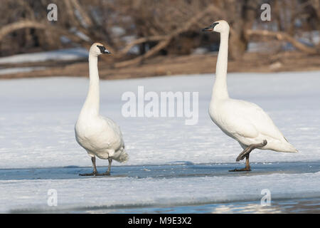 Trumpeter Swans (Cygnus buccinator) stehend auf, St. Croix River, Hudson, WI, USA, späten Frühjahr, von Dominique Braud/Dembinsky Foto Assoc Stockfoto