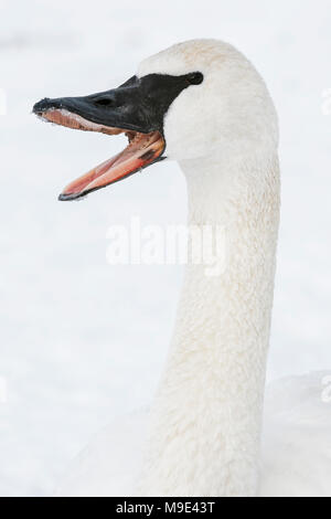 Trompeter Schwan (Cygnus buccinator) Gähnen. St. Croix River, Hudson, WI, USA, Mid-January, von Dominique Braud/Dembinsky Foto Assoc Stockfoto