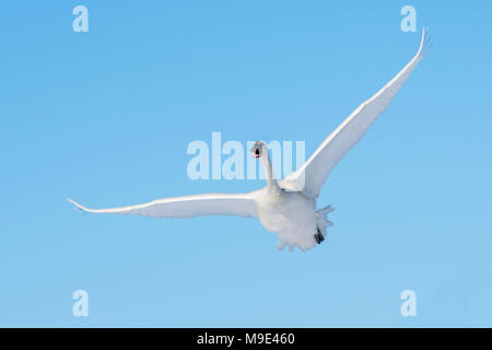 Trompeter Schwan (Cygnus buccinator) im Flug über den St. Croix River. Hudson, Wisconsin. Ende Februar, von Dominique Braud/Dembinsky Foto Assoc Stockfoto