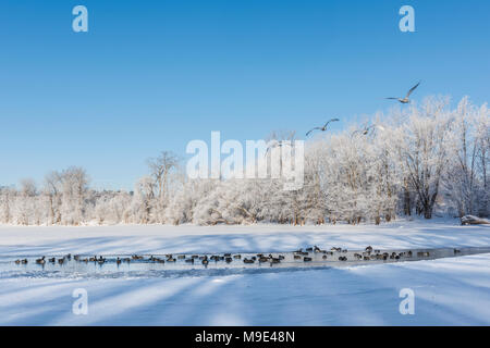 Herde Stockenten gemischt, Trumpeter Schwäne und Gänse Kanada, St. Croix River, WI, USA, Ende Februar, von Dominique Braud/Dembinsky Foto Assoc Stockfoto