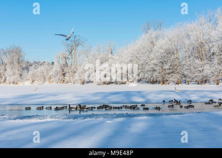 Herde Stockenten gemischt, Trumpeter Schwäne und Gänse Kanada, St. Croix River, WI, USA, Ende Februar, von Dominique Braud/Dembinsky Foto Assoc Stockfoto