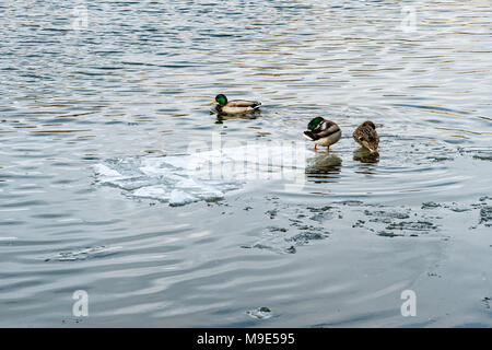 Gruppe von drei Stockenten im kalten Wasser eines Flusses, bedeckt mit Bausteinen von schmelzendem Eis Stockfoto