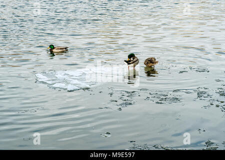 Gruppe von drei Stockenten im kalten Wasser eines Flusses, bedeckt mit Bausteinen von schmelzendem Eis Stockfoto