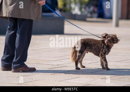 Kleine niedliche braune Hund auf der Leitung, schüttelt den Kopf und Ohren mit elegant gekleideten Mann Eigentümer Stockfoto