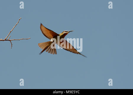 Eine Madagaskar Bee Eater (merops Superciliosus) mit einem leckeren fangen Fliegen aus einem Baum Stockfoto