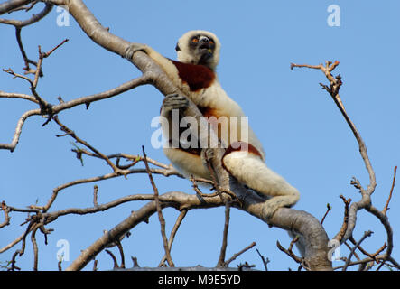 Ein Coquerel Sifaka (Propithecus coquereli) Ernährung auf einem kleinen Baum in Anjajavy finden, Madagaskar Stockfoto