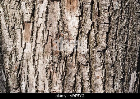 Rinde eines Linde. Detailansicht. Grunge raue Textur Stockfoto