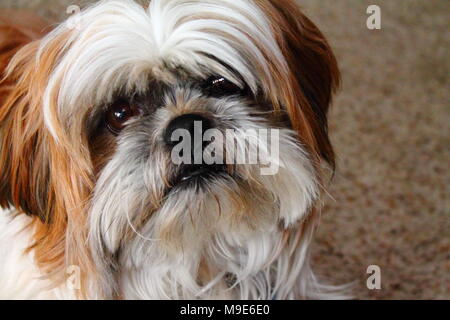 Gizmo die Shih Tzu Stockfoto