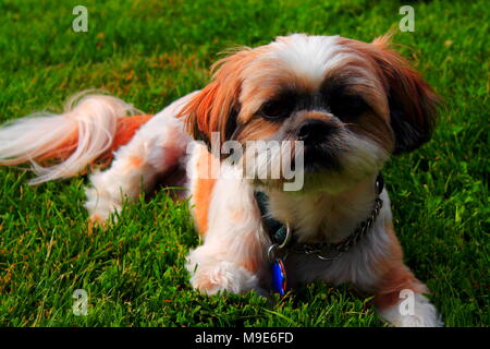 Adorable Shih Tzu Gizmo Stockfoto