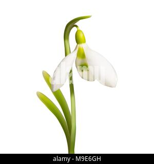 Vektor schöne realistische Schneeglöckchen Blume auf weißem Hintergrund. Blühende primrose galanthus. Element für Design Stock Vektor