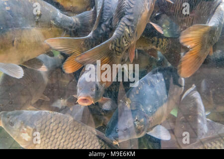 Karpfen schwimmend in einem großen Aquarium im Store. Stockfoto