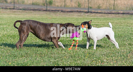 Toy Fox Terrier und American Staffordshire Terrier spielen Tauziehen mit einem dummen Stofftier Stockfoto