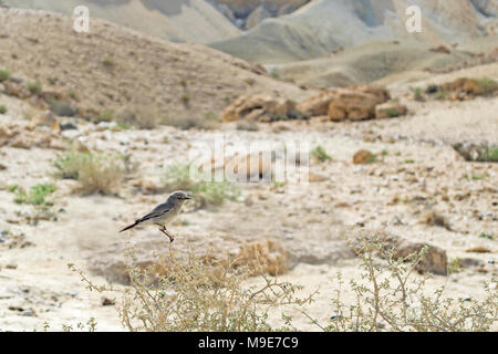 Ein Schwarzstart-Vogel, der in einem natürlichen Lebensraum in einer Wüste thront Strauch im Zin-Tal in Israel Stockfoto