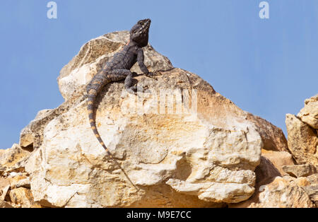 Eine roughtail Rock agama Lizard auf einem Felsblock anzeigen Paarungsverhalten Stockfoto