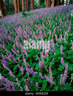 Lupine, Campanula, Redwood Berg, Kings Canyon National Park, Kalifornien Stockfoto