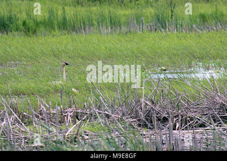 Cygnet Verstecken und Suchen Stockfoto