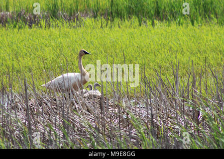 Trompeter Schwan mit Cygnets Stockfoto