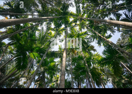 Grüne hohen Palmen Turm gegen den blauen Himmel. Eine dicke Palm Wald zu tropischen Dschungel. Ansicht von unten auf das hohe Palmen. Stockfoto