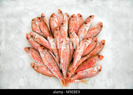 Haufen frischen Meeräschen fischen im Eis liegen Stockfoto