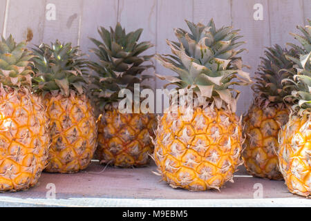 Ananas auf einem Holzregal Sommer tropische Früchte natürliche Nahrung gelbe und grüne Blätter süß und gesund essen Tageslicht Fotografie lifestyle Stockfoto