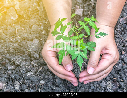 Zwei Hände der Frauen halten den Baum, in den vorbereiteten Boden im Garten zu Pflanzen. Stockfoto