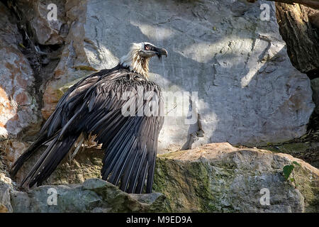 Bartgeier - sollten Barbatus in freier Wildbahn Stockfoto