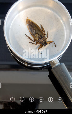 Herstellung von essbaren Insekten auf einem Kochfeld. Gebratener Riesenwasserkäfer - Lethocerus indicus in einem Topf. Stockfoto