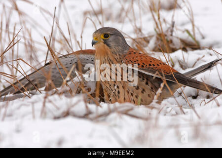 KESTREL im Schnee. Stockfoto