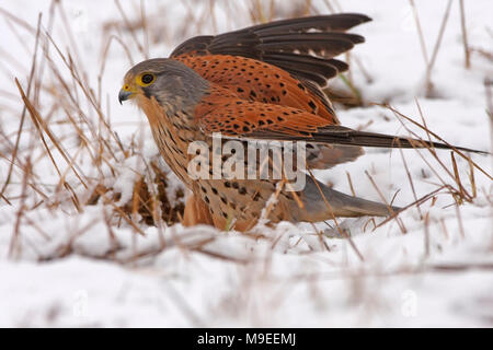 KESTREL im Schnee. Stockfoto