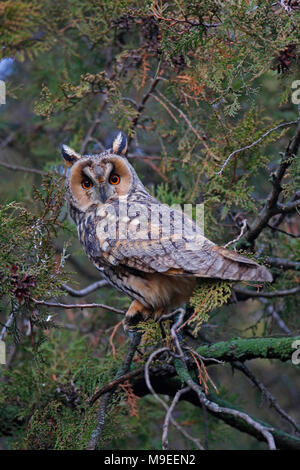 Waldohreule Stockfoto